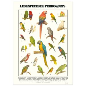 Affiche Illustrée des Espèces de Perroquets – Dessins Artistiques d’Oiseaux Exotiques – Décoration Murale – Cadeau Amoureux des Perroquets